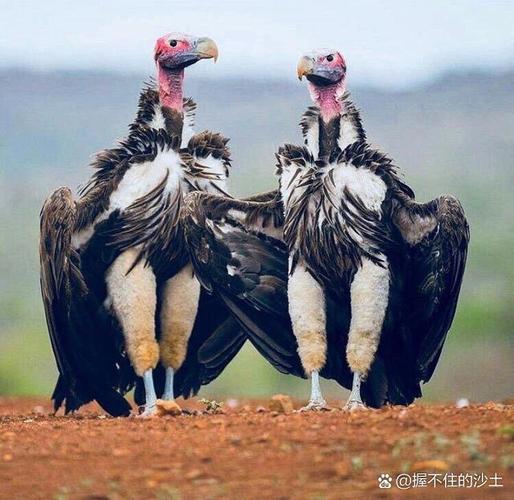 美味秃鹫真的可以吃吗？专家告诉你食用安全与否的真相！