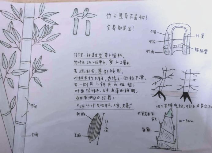 探索“竹内的旅程”:一场绅士游戏的细腻体验