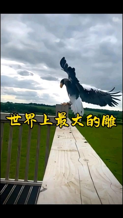 探索大雕征服世界的下载途径与实用指南