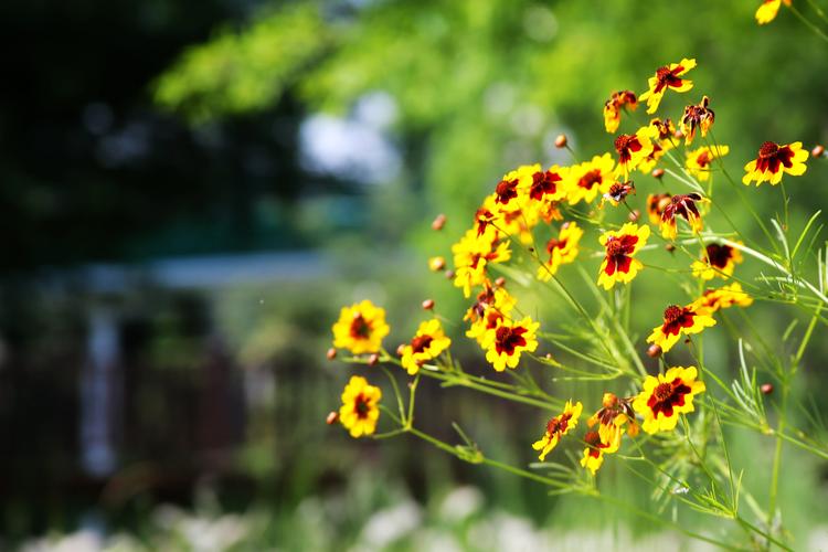 夏日芬芳下载安卓的实用教程