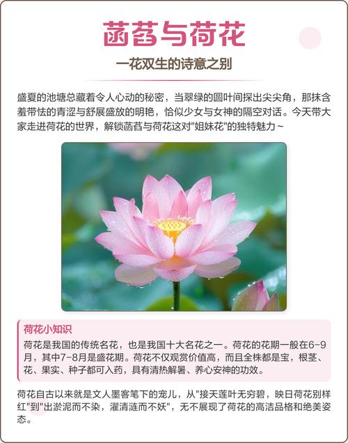 深入解析《一夏之花》汉化版最新更新内容