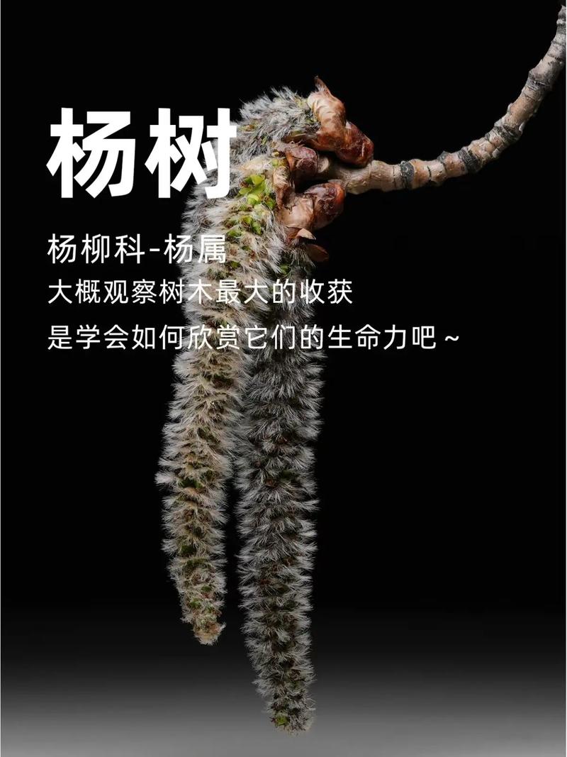 深度解析《森林之子杨过游戏》的世界观与角色机制