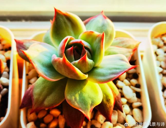 日落仙子最新：新手入门详细教程