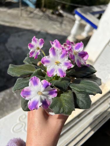 欲望开花官方网站：解析绅士游戏的独特魅力与发展趋势