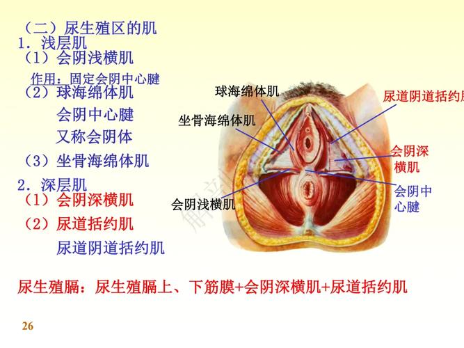 深入分析：生殖活动学院汉化版下载的市场影响与玩家体验