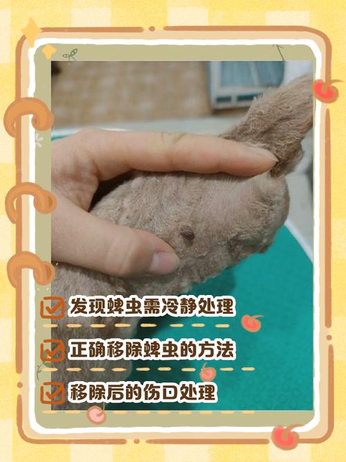 如何获取内部寄生虫更新地址的详细教程