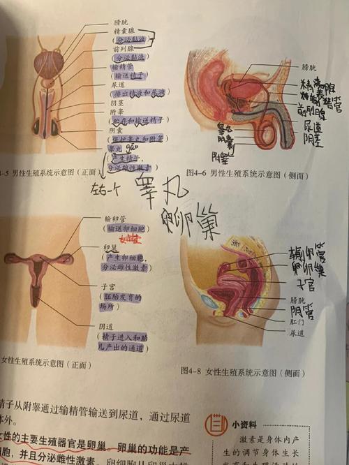 深度解析生殖活动学院：下载地址与游戏体验的全面分析