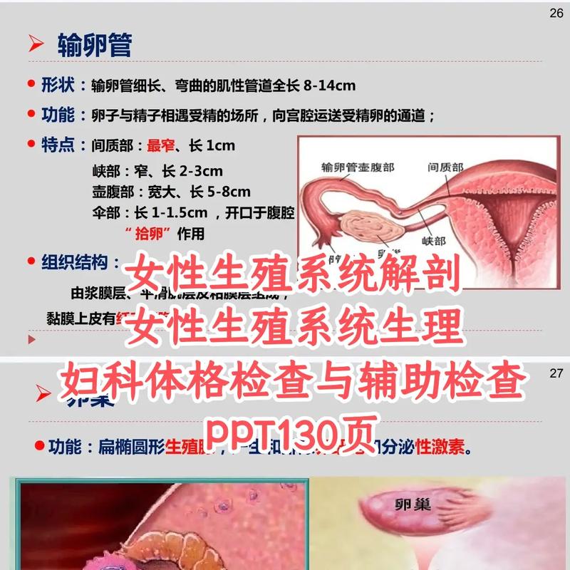 生殖活动学院最新：解析游戏机制与玩家心理的深度结合