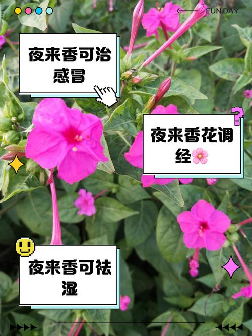 如何有效使用夜幕之花官方网站：新手详细教程