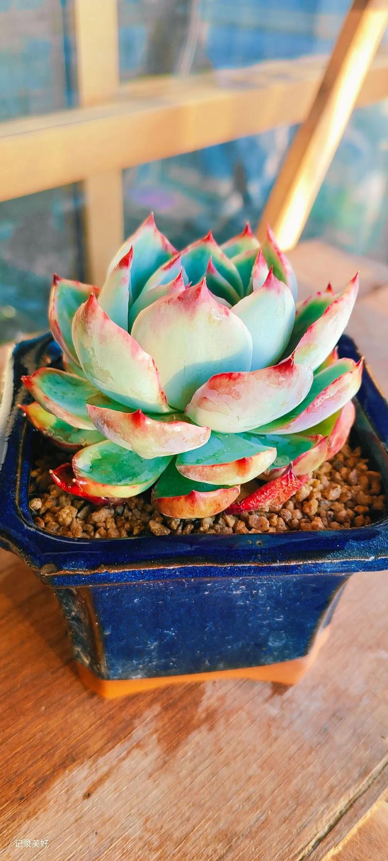 如何高效使用日落仙子官方网站：新手教程