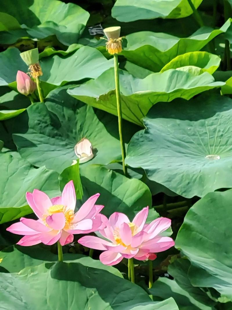 夏日芬芳最新版本实用教程：从安装到全攻略