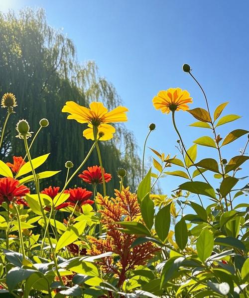 夏日芬芳最新版本实用教程：从安装到全攻略